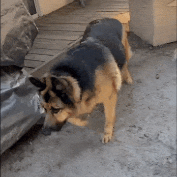 In-Ground Pet Fence - 0