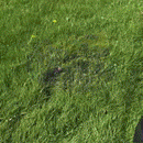 Robot Lawn Mower-2