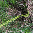 Heavy Duty Shrub Clump Remover-5
