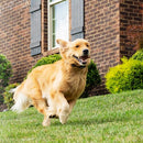 In-Ground Pet Fence-6