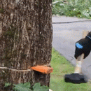 Tree Felling Wedges-2