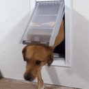 Wall Mounted Double Flap Pet Door-2