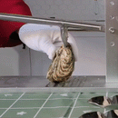 Oyster Shucker Tool-2