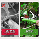 Plant Tying Machine-3