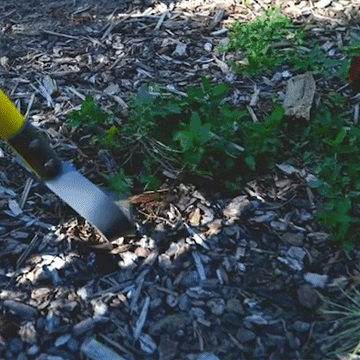 Scuffle Hoe Cultivator - 0