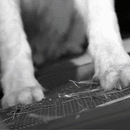 4-Layer Car Seat Cover for Pets-2
