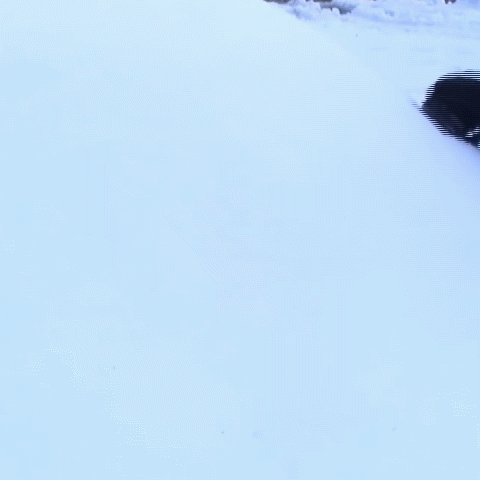 2-in-1 Heavy Duty Ice Dozer and Scraper