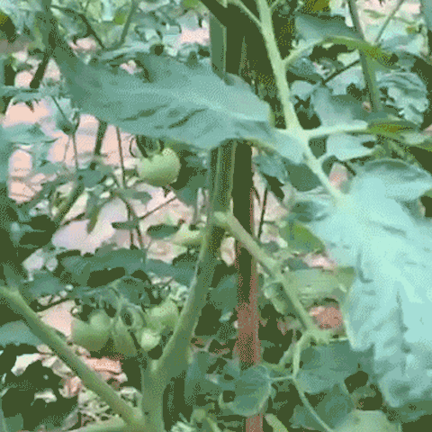 Garden Clips GIF